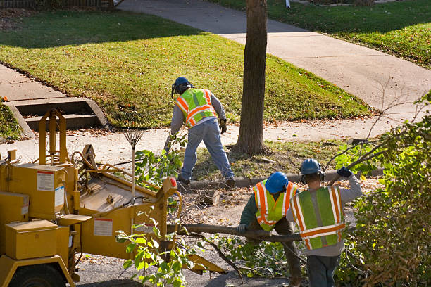 The Steps Involved in Our Tree Care Process in Delavan, WI